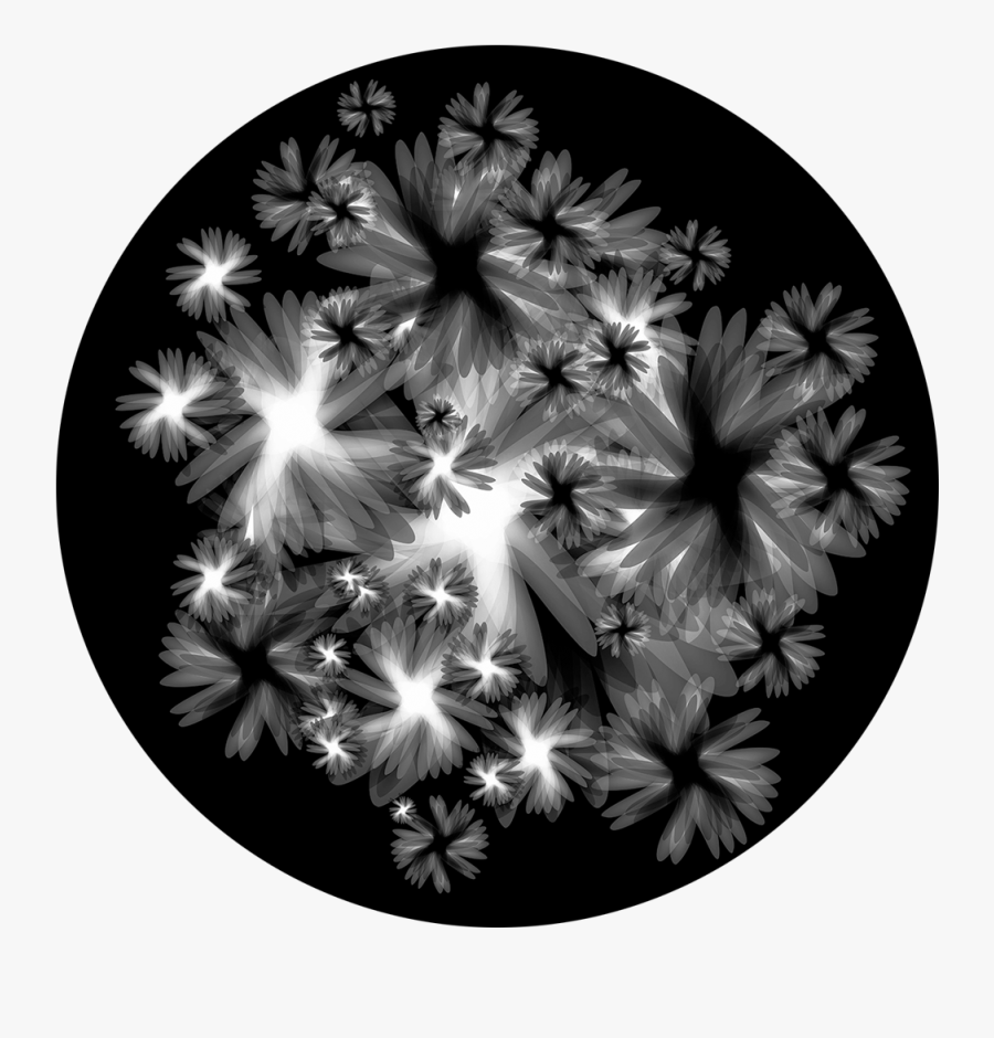 Camomile, Transparent Clipart