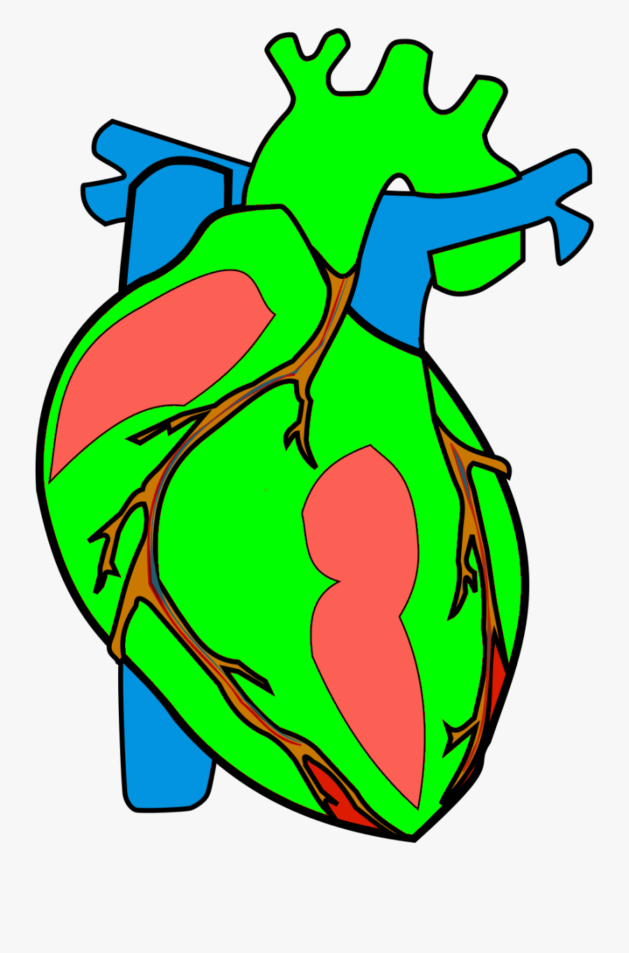 Heart Anatomy Transparent, Transparent Clipart