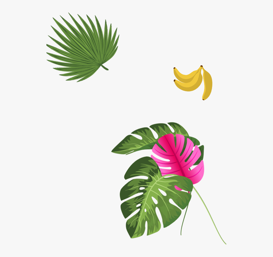 Anthurium, Transparent Clipart