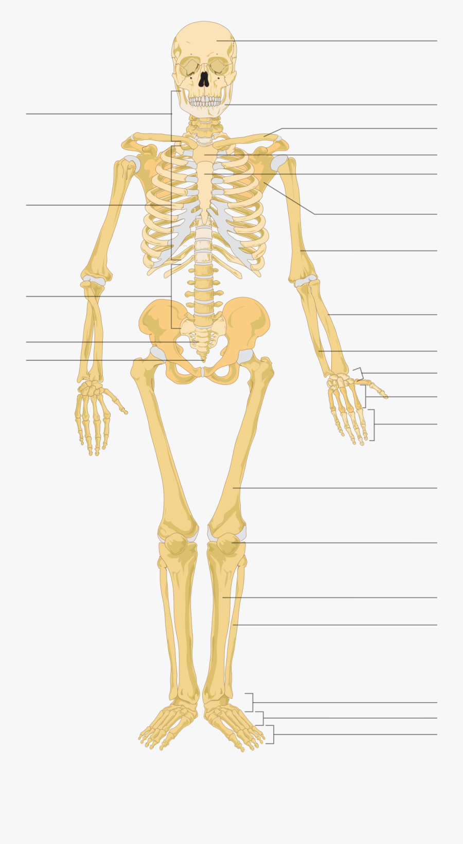 Clip Art File Human Skeleton Front - Human Skeleton With Name, Transparent Clipart