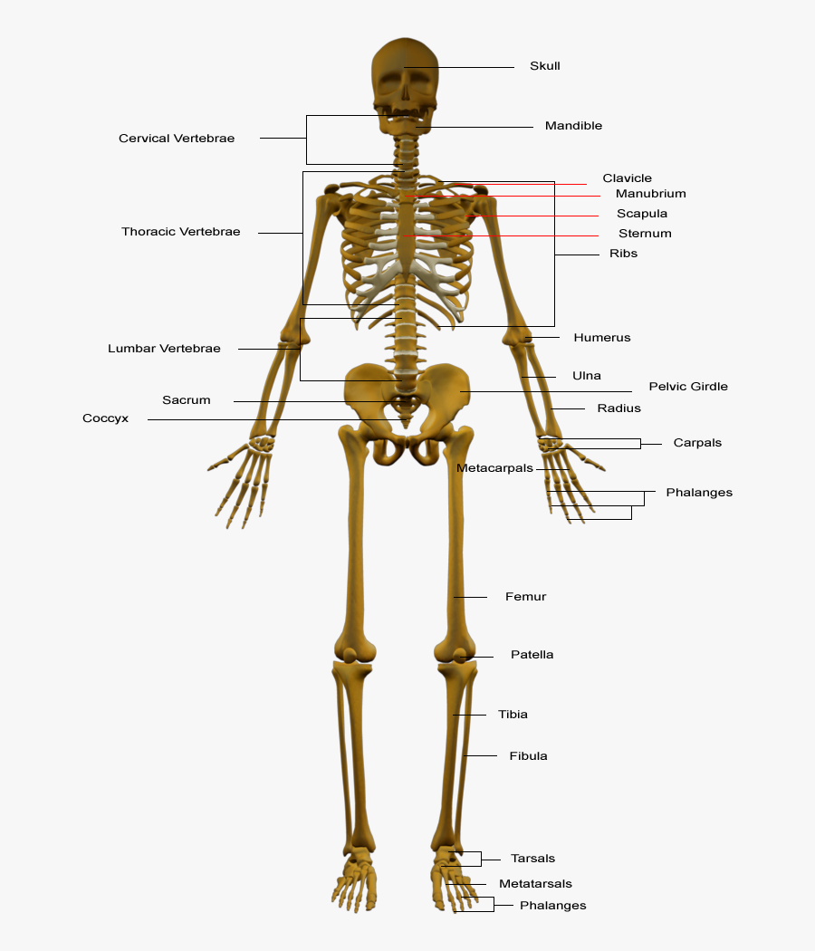 Transparent Skeletal System Png - Parts Of Skeleton System, Transparent Clipart