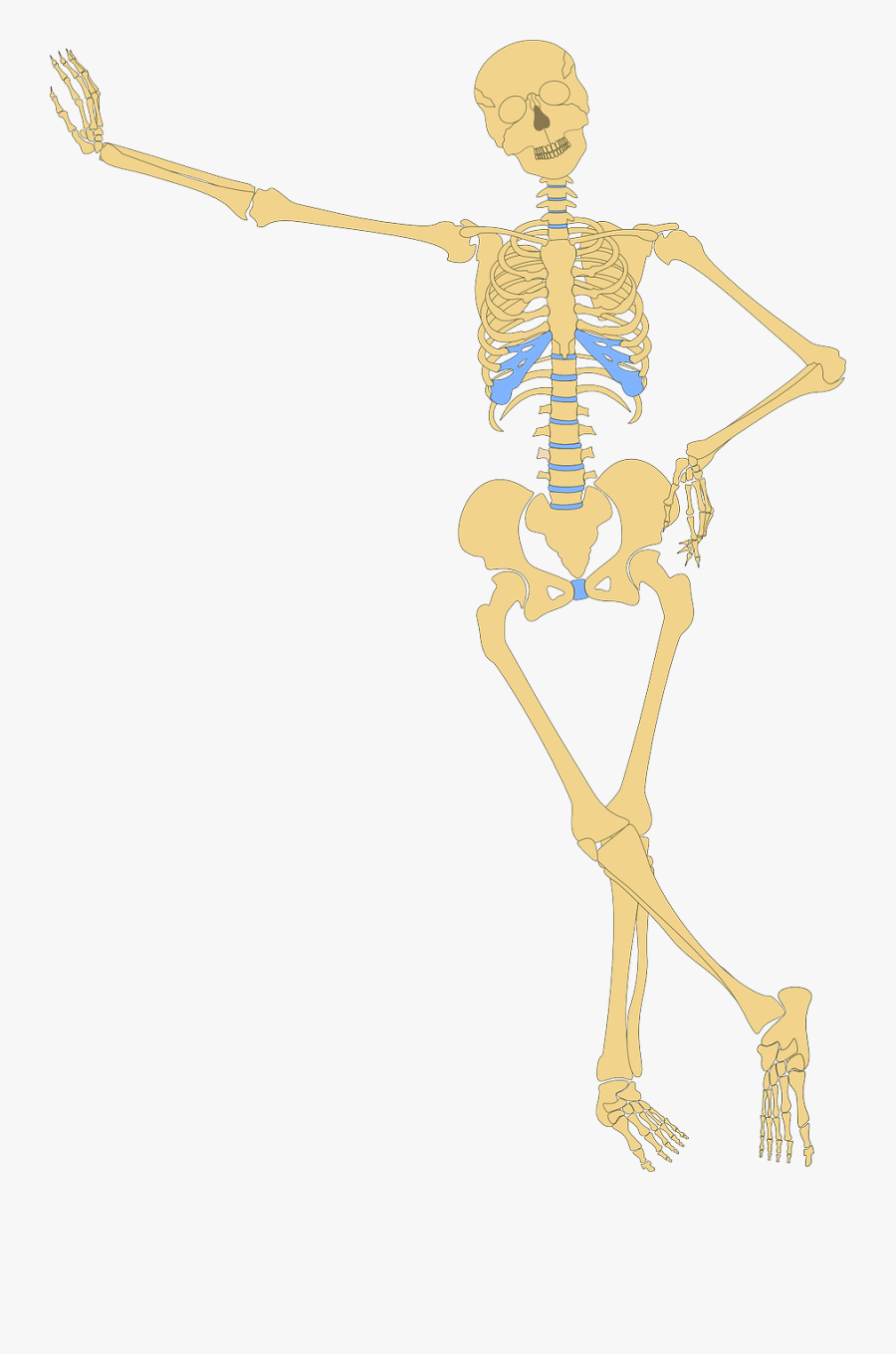 Skeleton Png Human - Anatomy Clipart, Transparent Clipart