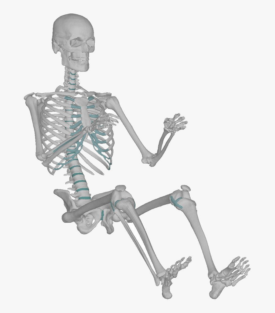 Transparent Skeletal System Png - Skeleton, Transparent Clipart