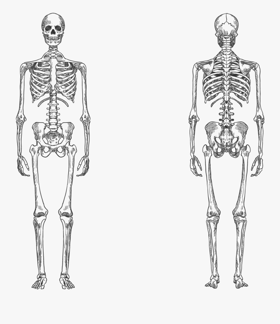 Transparent Skeletal System Png, Transparent Clipart