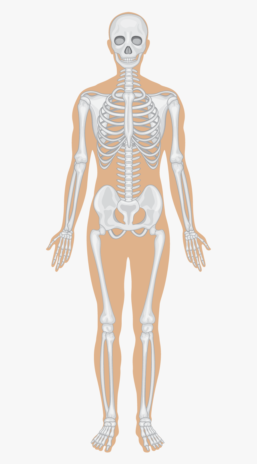 Skeletal System - Human Body Systems , Free Transparent Clipart