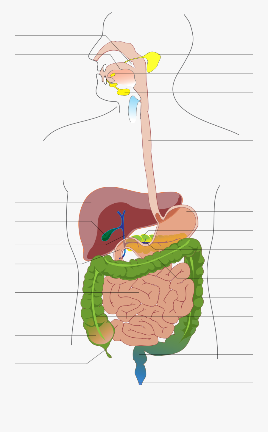 Diagram Of The Skeletal System Without Labels Lovely, Transparent Clipart
