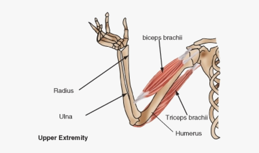 Muscle Power Lessons Tes - Muscles And Bones In The Arm, Transparent Clipart