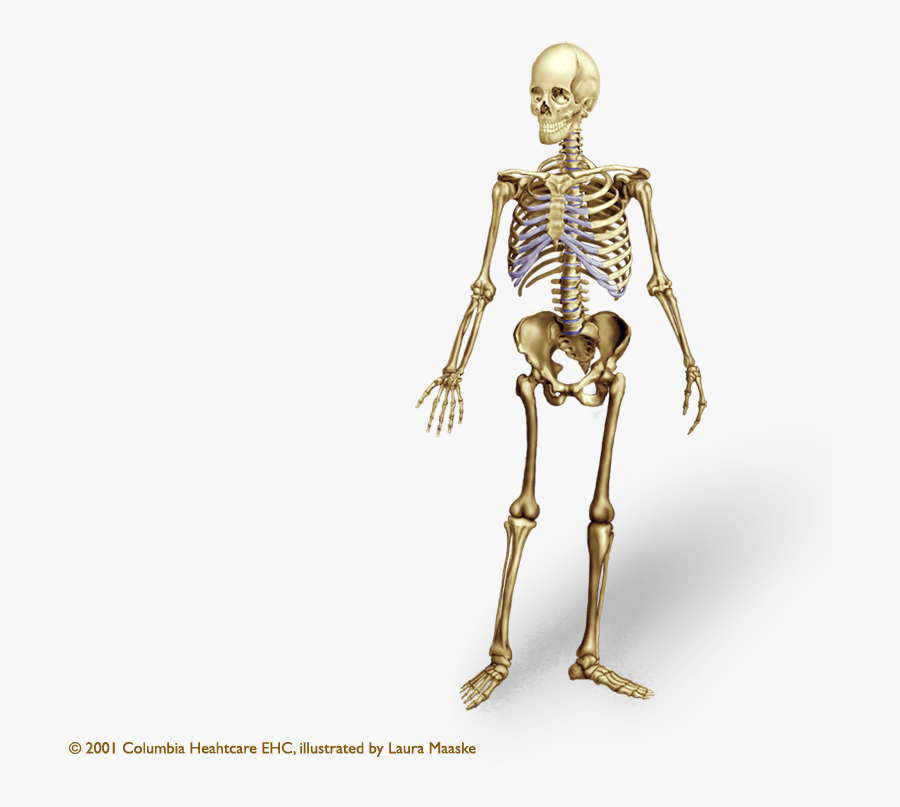 Drawn Skeleton Human Skeleton - Skeletal Body Transparent, Transparent Clipart