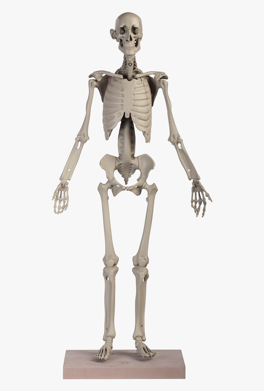 Maniken® Classic - Skeleton - Horse Harness, Transparent Clipart