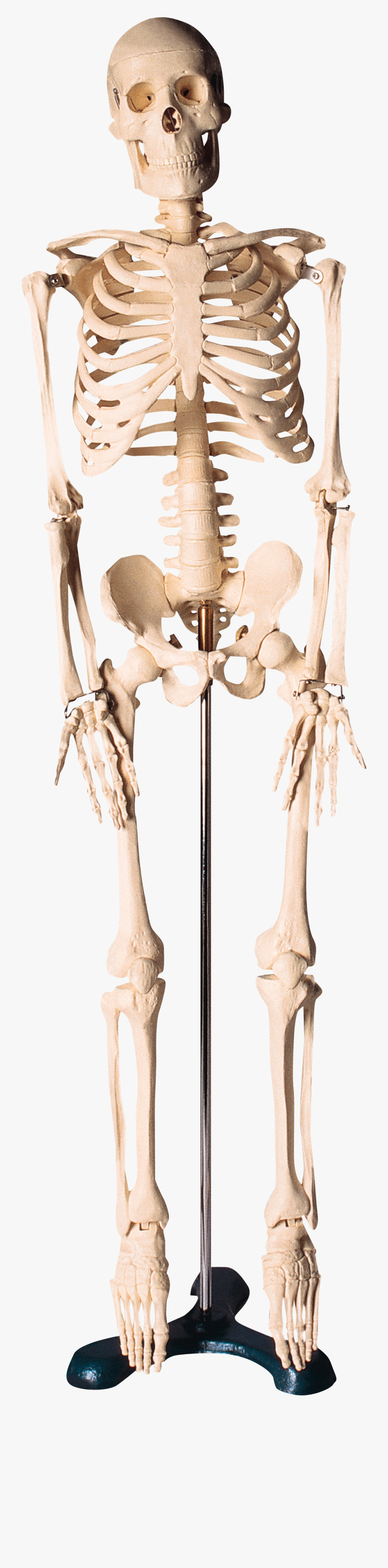 Skeleton Png - Скелет Для Фотошопа, Transparent Clipart
