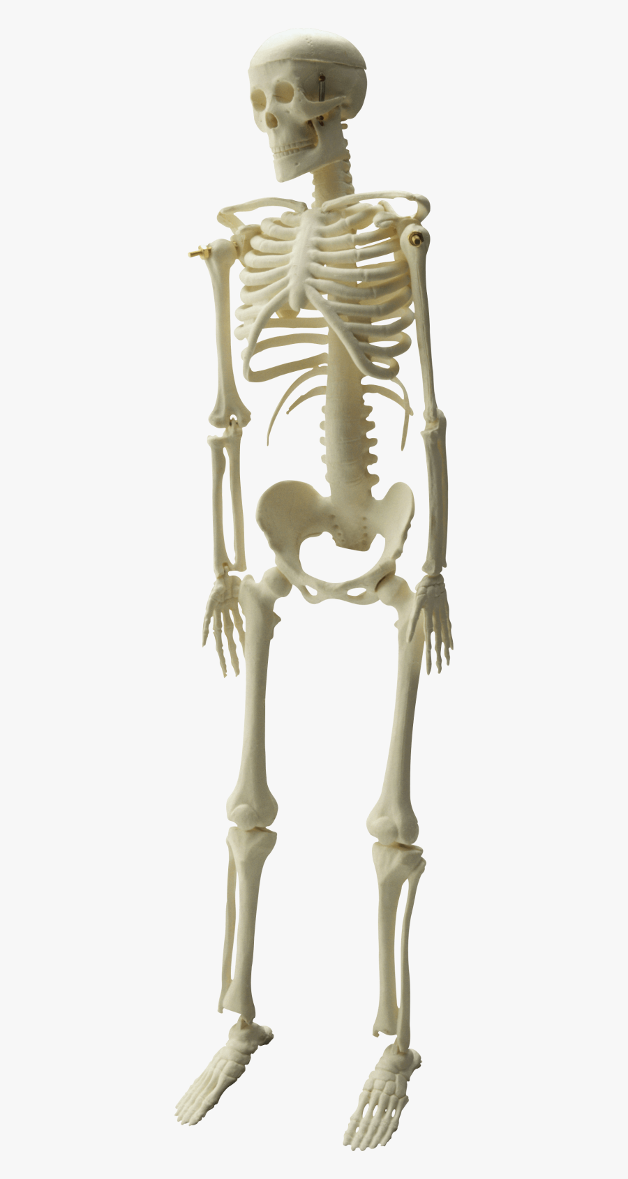 Skeleton Png, Transparent Clipart