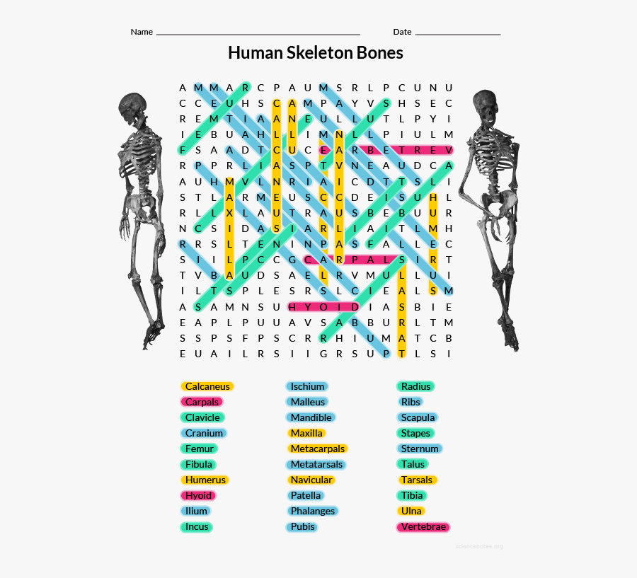 Transparent Skeletal System Png - Human Bones Word Search Answers, Transparent Clipart