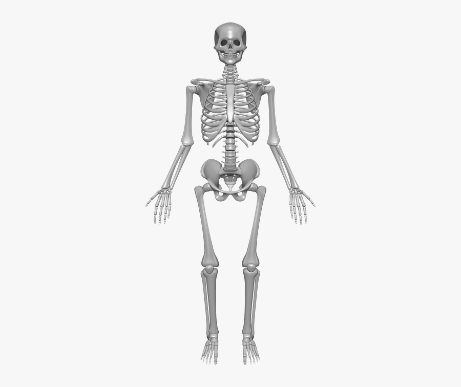 Skeletal System, Transparent Clipart