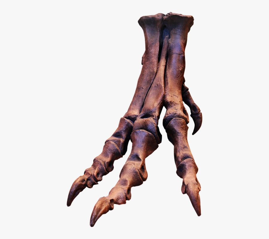 Trex, Skeleton, Bones, Foot, Ungal, Claws, Dinosaur - Dinosaur Skeleton Foot, Transparent Clipart