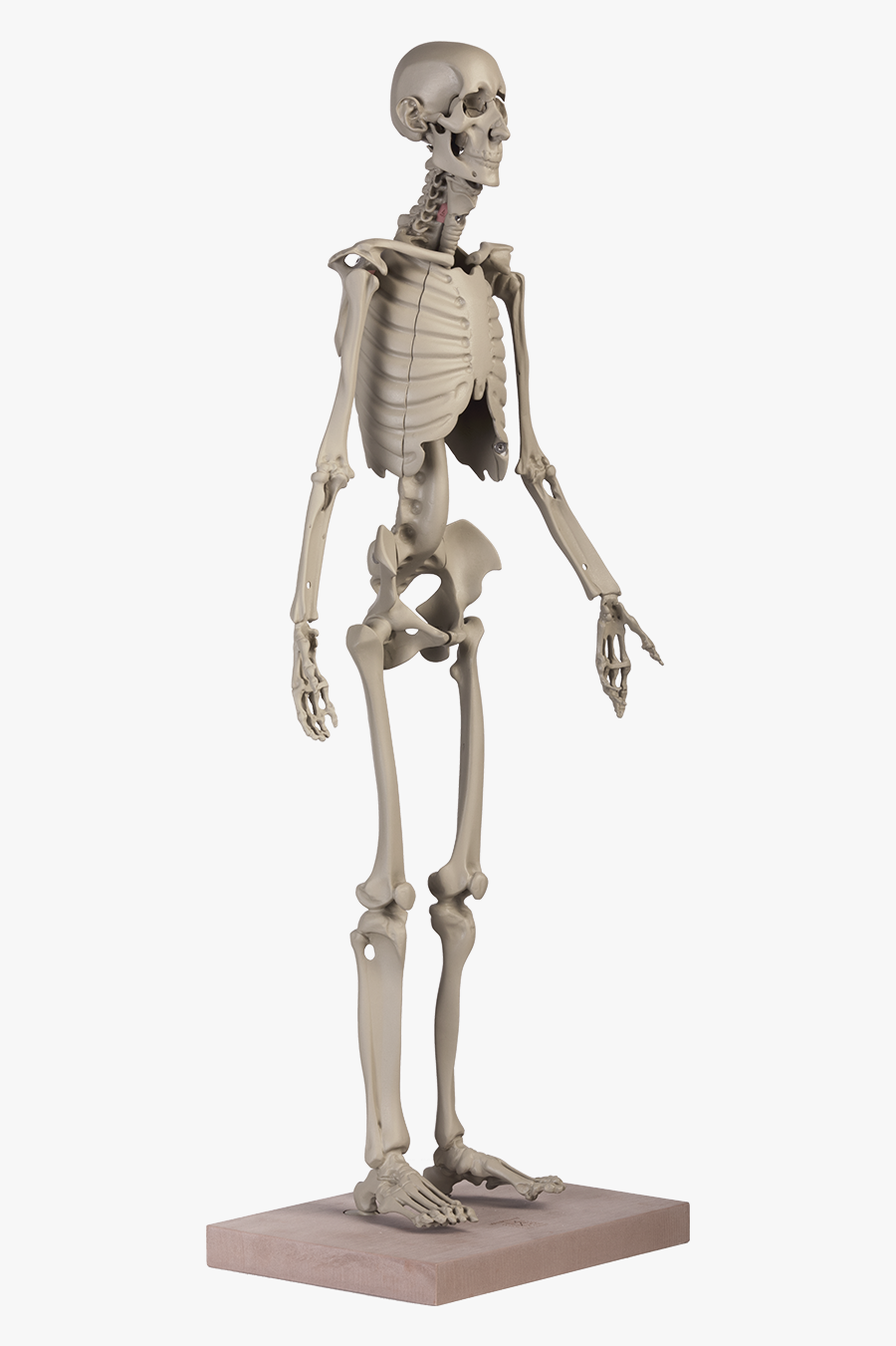 Transparent Skeletal System Png - Rein, Transparent Clipart
