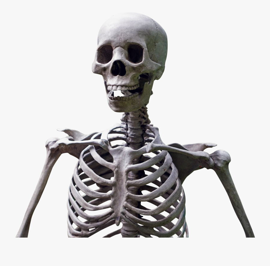 Skeleton Png, Transparent Clipart