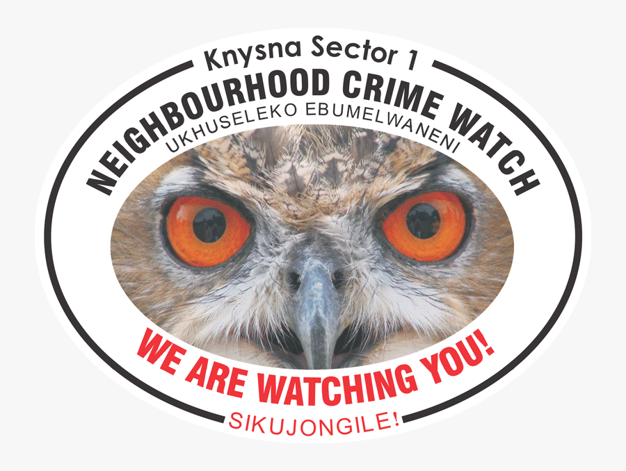 Owl With Big Eyes - Royal Life Saving Society Uk, Transparent Clipart