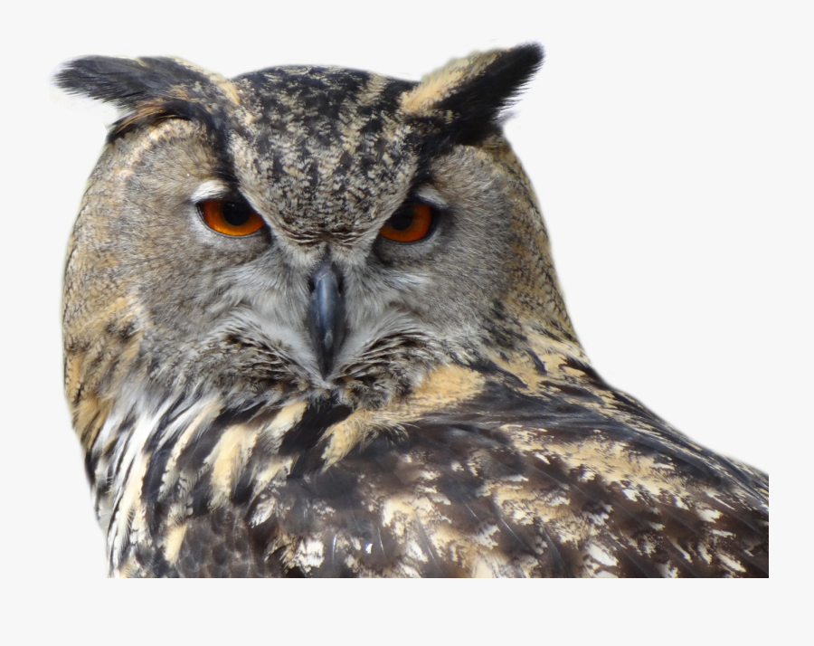 Owl Png - Owl Transparent, Transparent Clipart