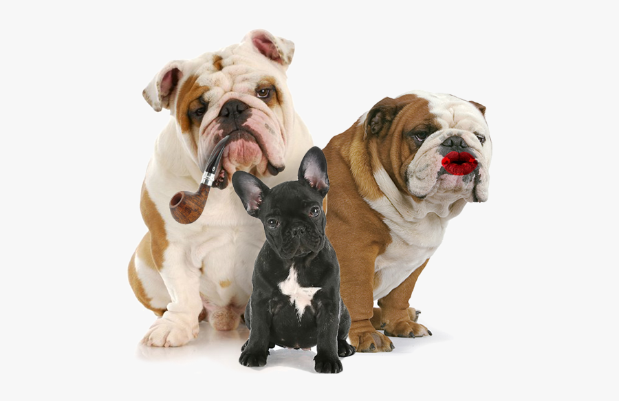 French Bulldog Cat Puppy Pet - Profile Bulldog, Transparent Clipart