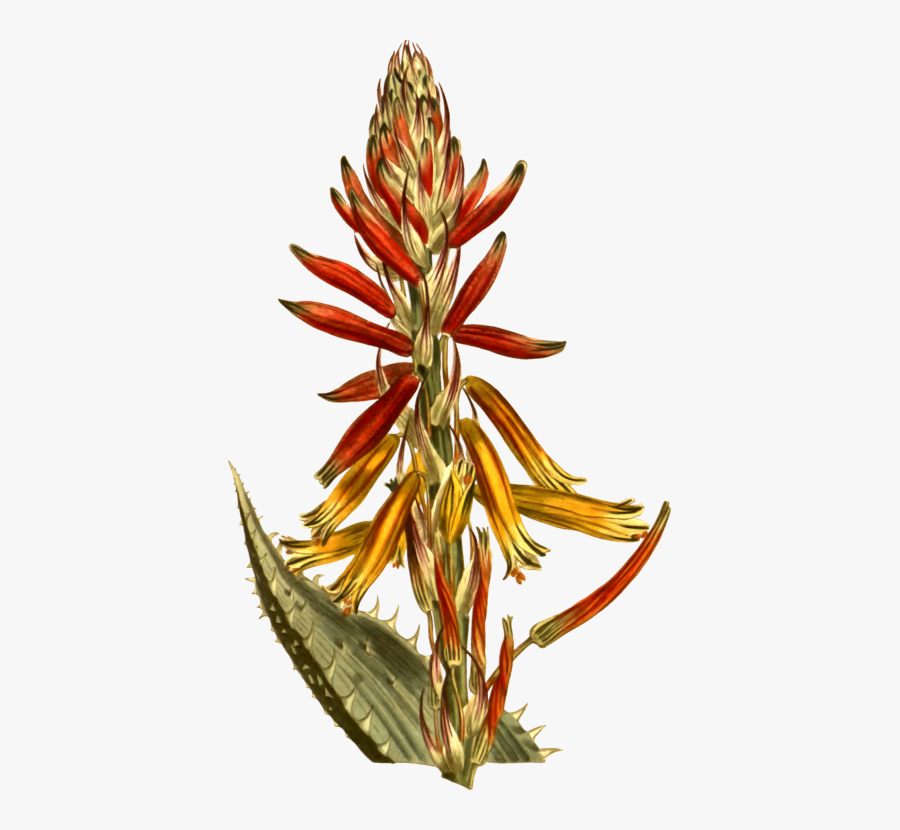 Plant,flower,aloe - Aloe Flower Transparent, Transparent Clipart