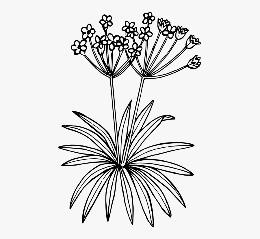 Symmetry,monochrome Photography,petal - Plants That Live In The Tundra Drawings, Transparent Clipart
