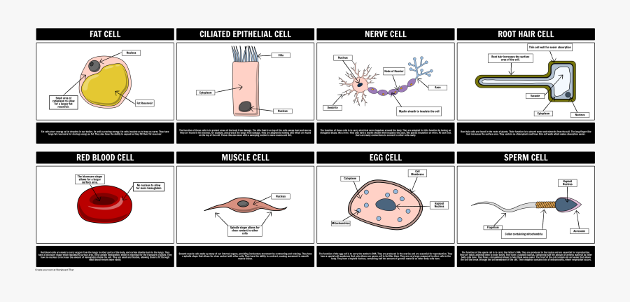 Clip Art Specialized Cells Storyboard Par - Specialized Cells, Transparent Clipart