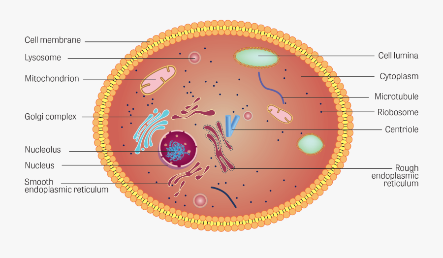 Clip Art Toxtutor Cells Illustration Of - Cellular Structure Of A Mango, Transparent Clipart