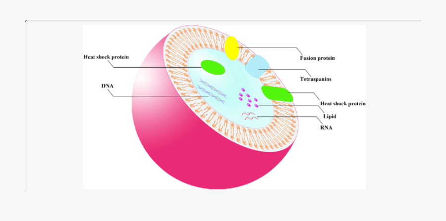Transparent Cell Membrane Clipart - Double Membrane Structure, Transparent Clipart