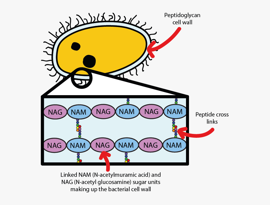 A Bacterium, Protected By Its Peptidoglycan Cell Wall - Lysozyme Cell Wall Bacteria, Transparent Clipart