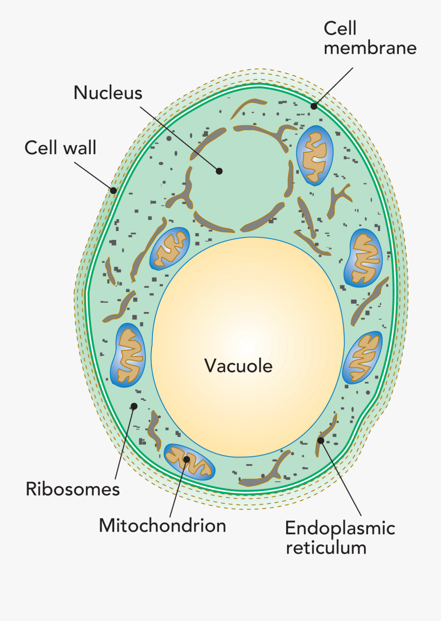 Transparent Vacuole Clipart - Penicillium Roqueforti Cell Structure, Transparent Clipart