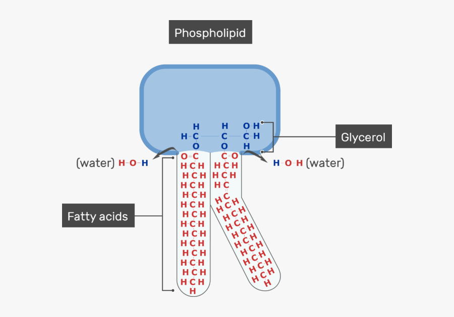 An Image Showing The Fatty Acids Of The Tail And Glycerol - Membrane Lipid Bilayer, Transparent Clipart