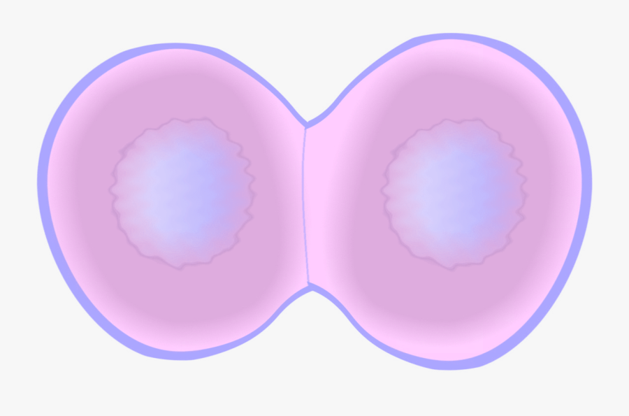 Transparent Anaphase Clipart - Circle, Transparent Clipart