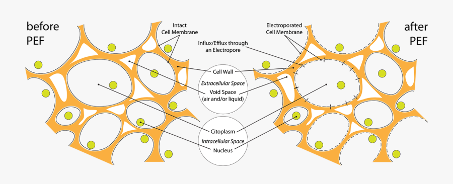 Transparent Cell Wall Png - Dual Porosity Model Definition, Transparent Clipart