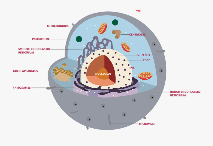 Picture - Cell Membrane By Itself, Transparent Clipart