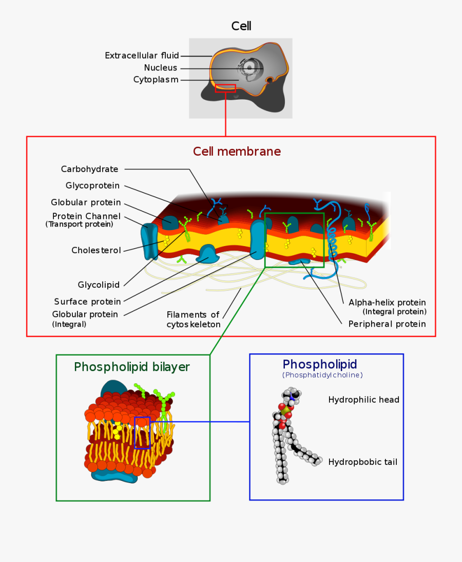 Cell Membrane Structure - Receptor Molecule Cell Membrane, Transparent Clipart