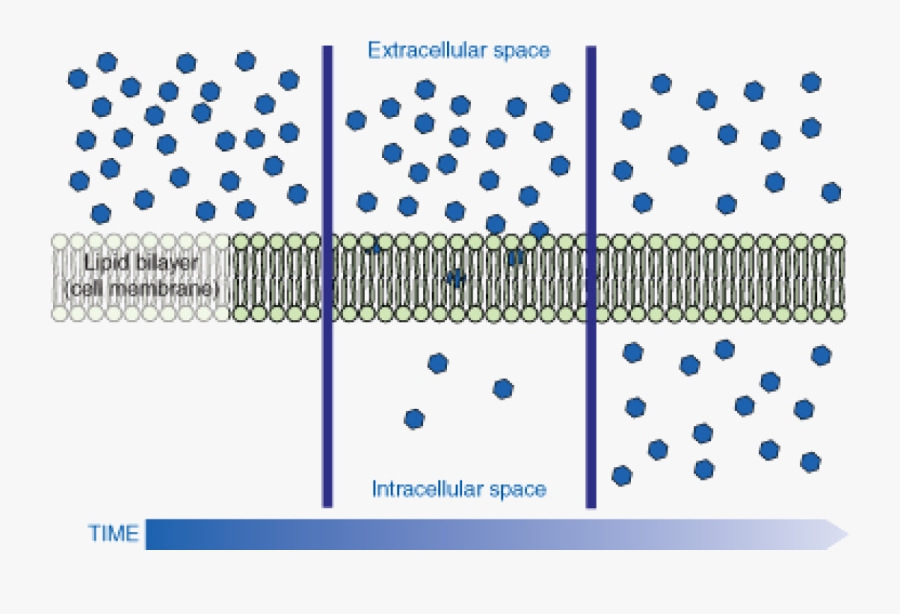 Diffusion Biology Diagram, Transparent Clipart