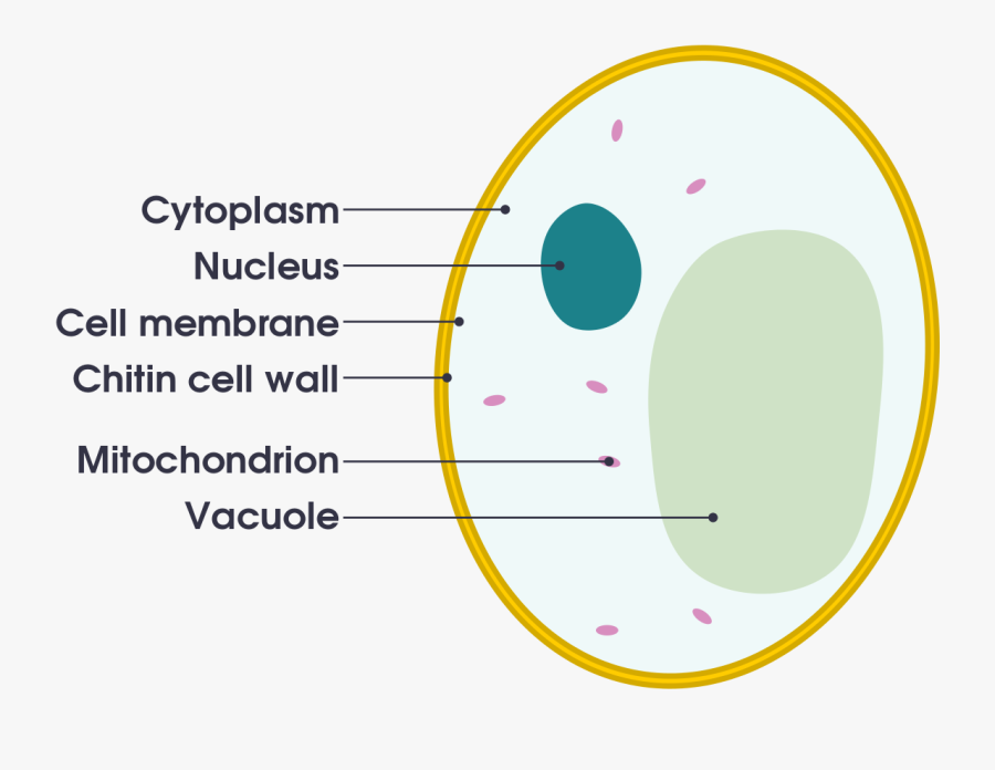 Labelled Diagram Of A Yeast Cell, Transparent Clipart