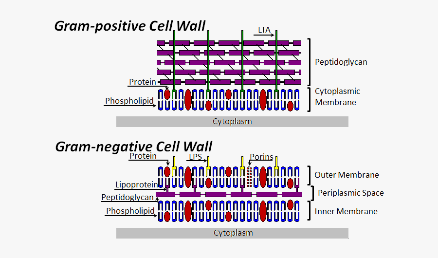 Clip Art Diagram Of A Bacteria Cell - Cell Wall Of The Bacteria, Transparent Clipart