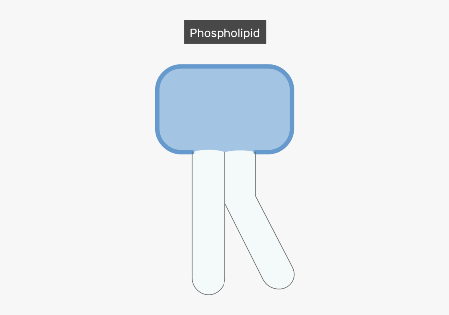 An Image Showing The Bilayer Phospholipid Of The Cell - Sign, Transparent Clipart
