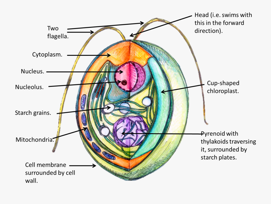 Transparent Microbes Clipart - Structure Of Algal Cell, Transparent Clipart