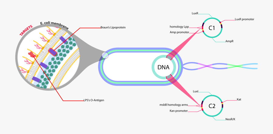 Diagram, Transparent Clipart