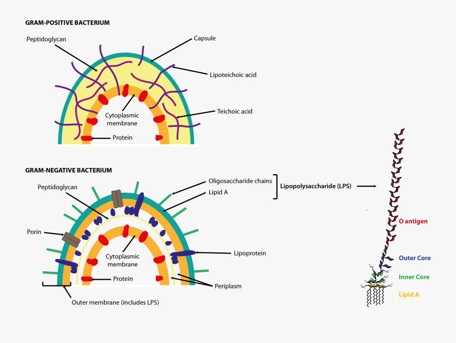 Bugs In Your Guts - Lipopolysaccharide In Bacteria Cell, Transparent Clipart