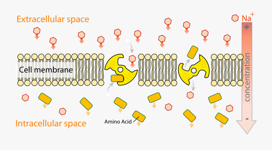 Amino Acid Cotransport - Labeled Active Transport Diagram, Transparent Clipart