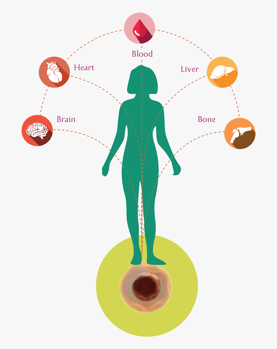Our Body"s Stem Cells Which Are Similar To A Seed Of - Stem Cells, Transparent Clipart