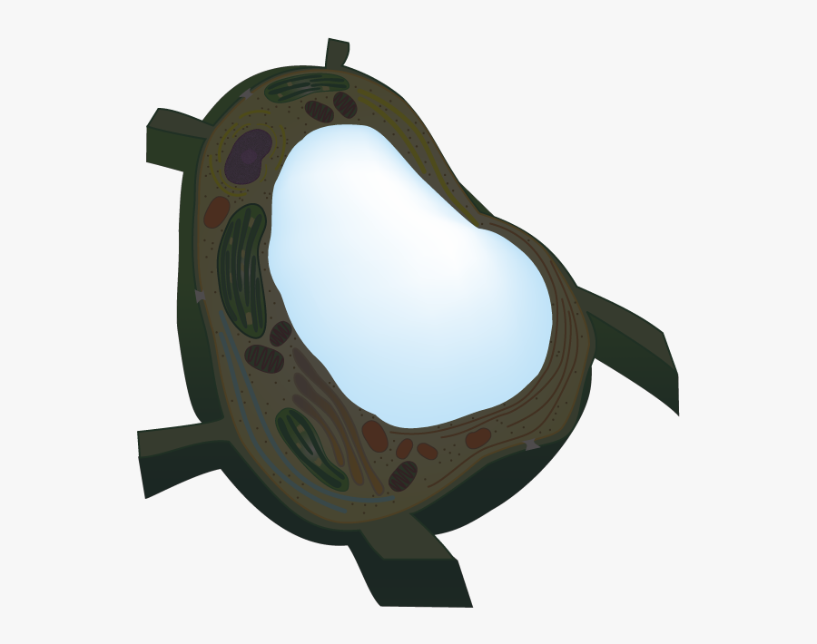 Central Vacuole Png, Transparent Clipart