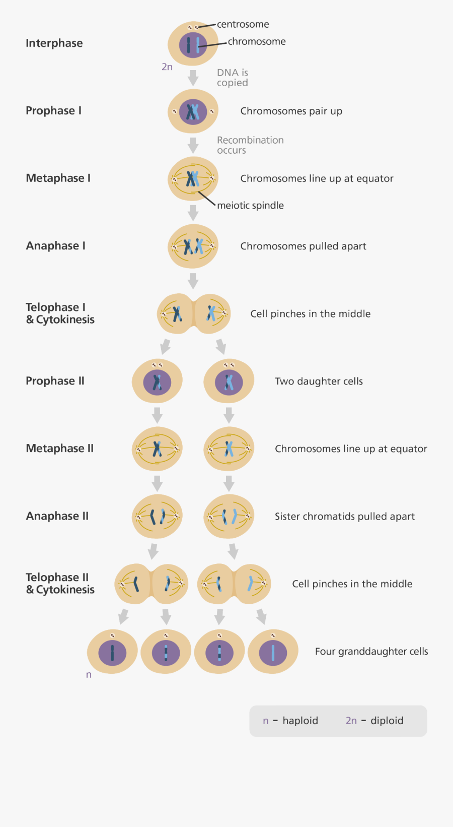 Image Result For Stages Of Meiosis - Meiosis Chain Starting With Prophase 1, Transparent Clipart