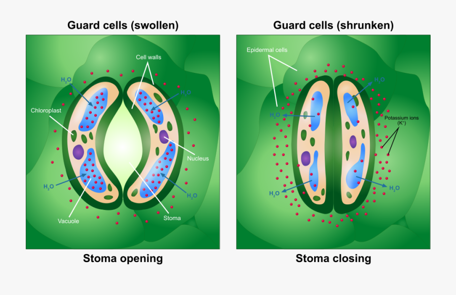 Guard Cells, Transparent Clipart