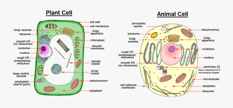 Image Showing Difference Between Animal Cell And Plant - Animal Cell Plant Cell, Transparent Clipart