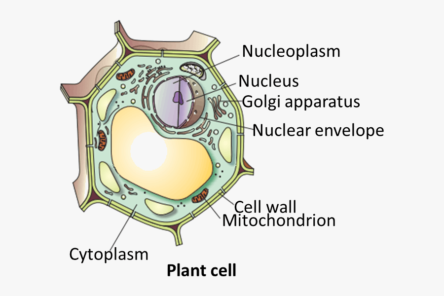 Transparent Plant Cell Png - Draw The Plant Cell And Label The Parts, Transparent Clipart