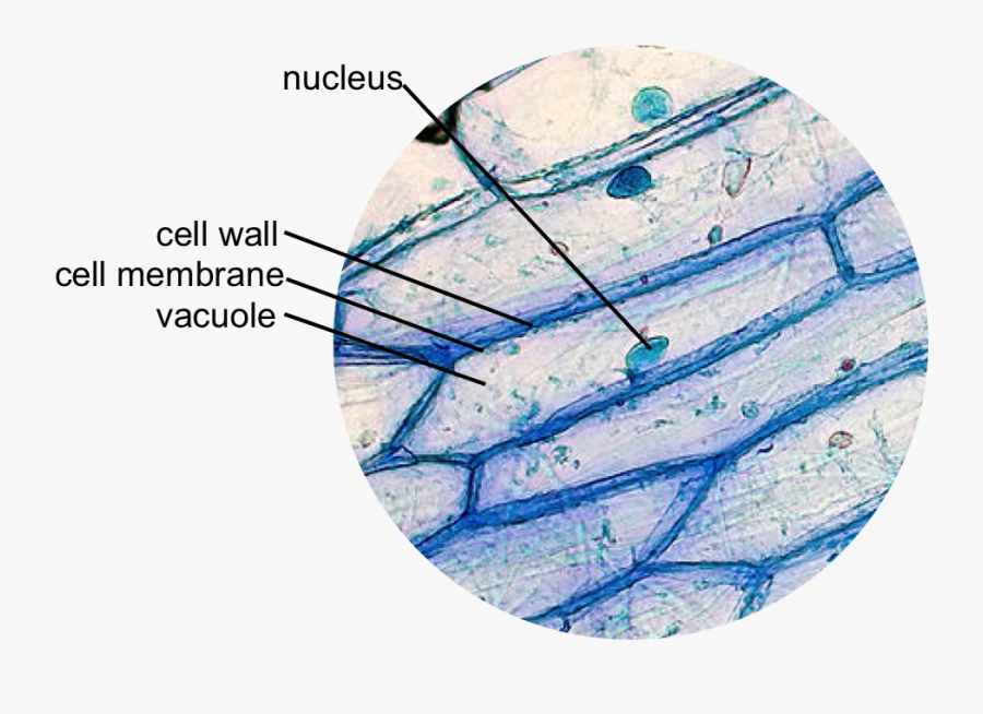 Onion Cell With Methylene Blue, Transparent Clipart